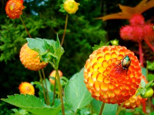 6_beetle_flower