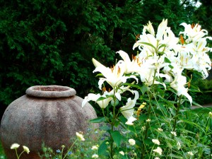 7_lily_jar
